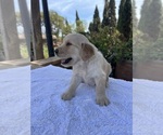 Small #3 Golden Retriever