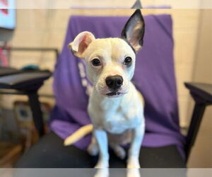 Chihuahua-Unknown Mix Dogs for adoption in Raleigh, NC, USA