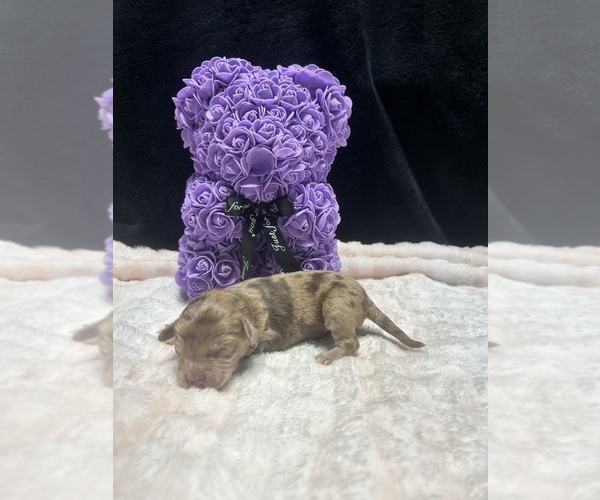 Medium Photo #1 Goldendoodle-Miniature Australian Shepherd Mix Puppy For Sale in AUSTIN, TX, USA