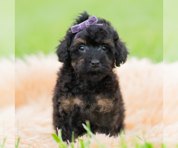 Medium Photo #7 Poodle (Miniature) Puppy For Sale in WARSAW, IN, USA
