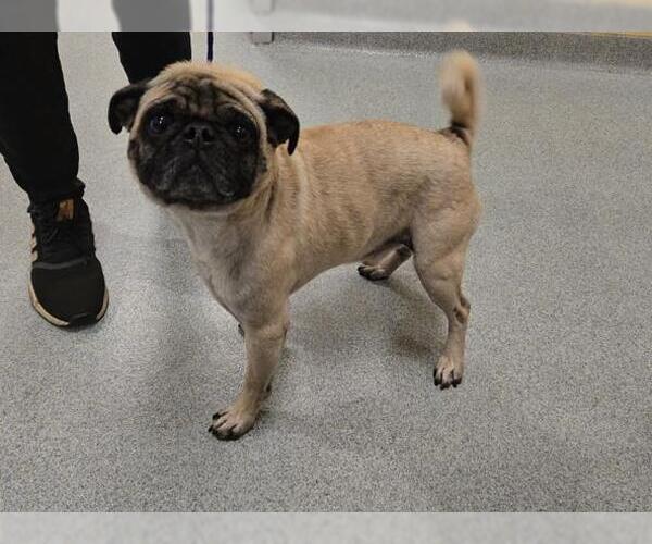 Medium Photo #1 Pug Puppy For Sale in Orange, CA, USA
