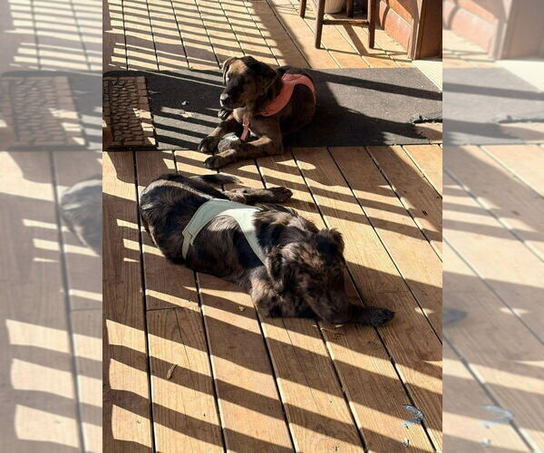 Medium Photo #3 Australian Shepherd-Catahoula Leopard Dog Mix Puppy For Sale in Aurora, IN, USA