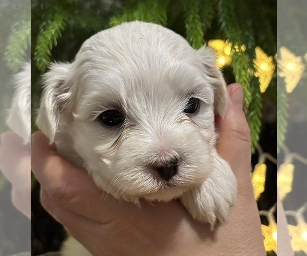 Medium Photo #2 Maltese Puppy For Sale in ROCK STREAM, NY, USA