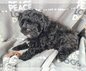 Maltipoo Puppy for sale in GRANDVILLE, MI, USA