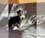 Small #2 Dachshund Mix