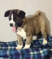 Akita Puppy for sale in FRESNO, OH, USA