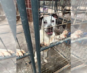 Mutt Dogs for adoption in Jackson, MS, USA