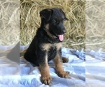 Small Photo #2 German Shepherd Dog Puppy For Sale in BOWLING GREEN, KY, USA