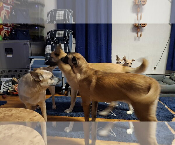Medium Photo #7 German Shepherd Dog-Unknown Mix Puppy For Sale in Sebec, ME, USA