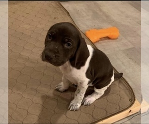 German Shorthaired Pointer Puppy for sale in FARGO, ND, USA