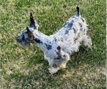 Small #2 Schnauzer (Miniature)