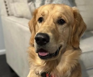 Father of the Golden Retriever puppies born on 06/23/2026