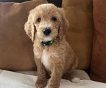 Puppy Puppy 1 Goldendoodle