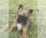 Small Photo #1 French Bulldog Puppy For Sale in CHINA SPRING, TX, USA