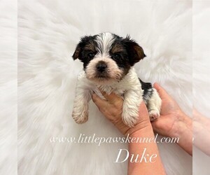 Yorkshire Terrier Puppy for sale in WINNSBORO, LA, USA