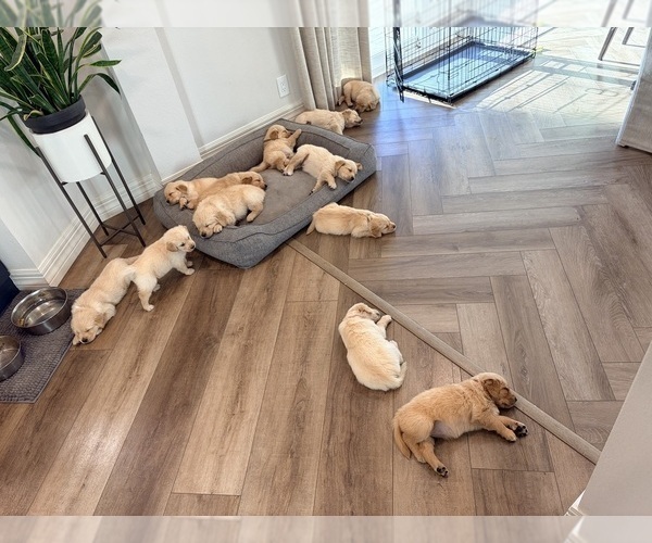Medium Photo #28 Golden Retriever Puppy For Sale in PHOENIX, AZ, USA