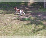 Small Photo #10 German Shorthaired Pointer Puppy For Sale in CELINA, TX, USA