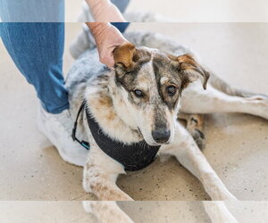 Rumble - Male Mutt Dog for Adoption - Photo #7