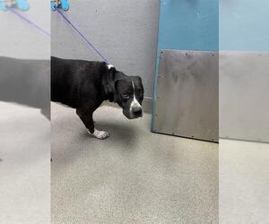 American Pit Bull Terrier-Unknown Mix Dogs for adoption in Las Vegas, NV, USA