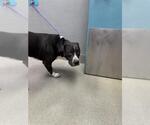 Small American Pit Bull Terrier Mix