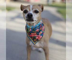 Chihuahua-Unknown Mix Dogs for adoption in San Antonio, TX, USA