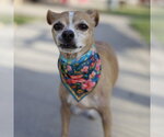 Small Chihuahua Mix