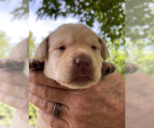 Medium Photo #3 Labrador Retriever Puppy For Sale in BROWNS VALLEY, CA, USA