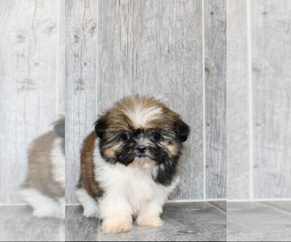 Medium Photo #6 Shih Tzu Puppy For Sale in STUART, FL, USA