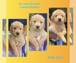 Puppy Brain Golden Retriever