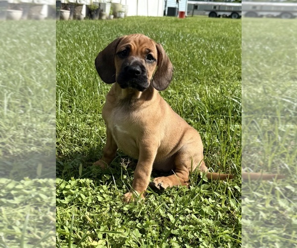 Medium Photo #1 Cocker-Pei Puppy For Sale in PLANT CITY, FL, USA