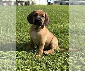 Medium Cocker-Pei