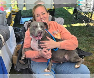 Smoke - Female American Pit Bull Terrier-Unknown Mix Dog for Adoption - Photo #4