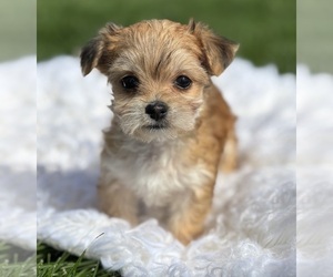 Morkie Puppy for sale in ROCK STREAM, NY, USA