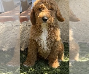 Goldendoodle Puppy for sale in LOS ANGELES, CA, USA