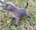 Small Photo #13 Staffordshire Bull Terrier Puppy For Sale in HOUSTON, TX, USA