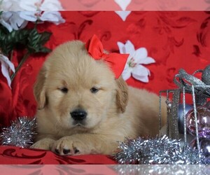 Golden Retriever Puppy for sale in FREDERICKSBG, OH, USA