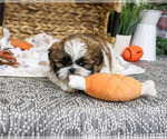 Lion - Male Shih Tzu Puppy for Sale - Photo #4