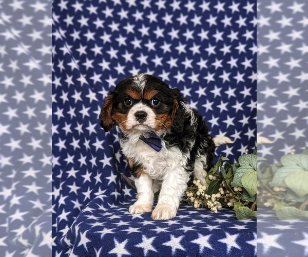 Medium Photo #4 Cavalier King Charles Spaniel Puppy For Sale in QUARRYVILLE, PA, USA
