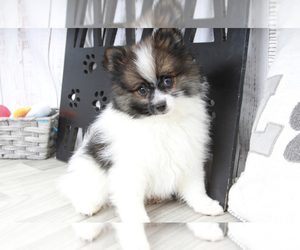 Pomeranian Puppy for sale in MARIETTA, GA, USA