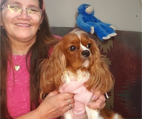 Medium Photo #1 Cavalier King Charles Spaniel Puppy For Sale in AKELEY, MN, USA