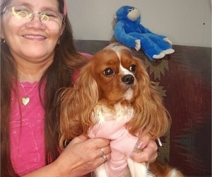 Mother of the Cavalier King Charles Spaniel puppies born on 11/02/2025