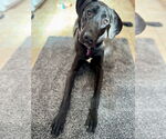 Small Great Dane-Labrador Retriever Mix