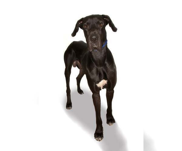 Medium Photo #3 Great Dane Puppy For Sale in Oakland Park, FL, USA