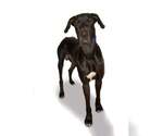 Small Photo #3 Great Dane Puppy For Sale in Oakland Park, FL, USA