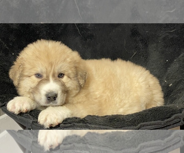 Medium Photo #5 Great Pyrenees Puppy For Sale in CANOGA, NY, USA