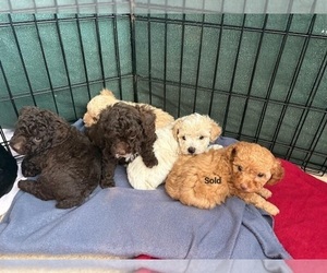 Poodle (Toy) Puppy for sale in TUCSON, AZ, USA