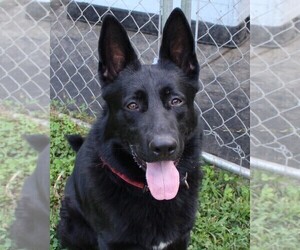 Father of the German Shepherd Dog puppies born on 06/07/2025