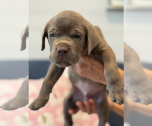 Labrador Retriever-Unknown Mix Dogs for adoption in San Diego, CA, USA