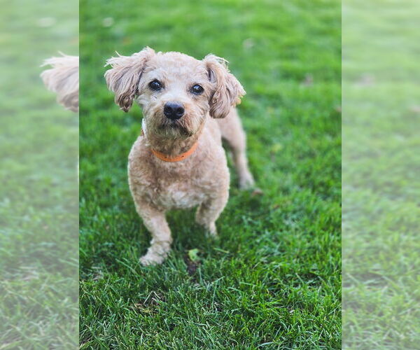 Medium Photo #2 Dachshund-Unknown Mix Puppy For Sale in Sandy, UT, USA