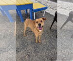 Small #2 Labrador Retriever Mix